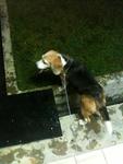 B-gal - Beagle Dog