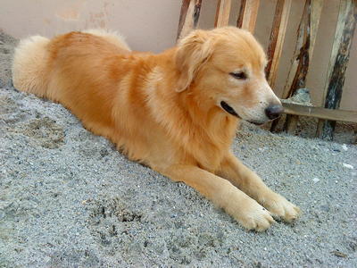 Joe - Golden Retriever Dog