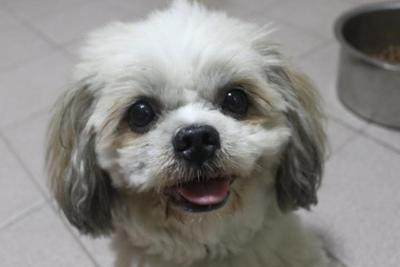 Bebe Bibi - Shih Tzu Dog