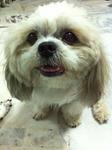 Bebe Bibi - Shih Tzu Dog