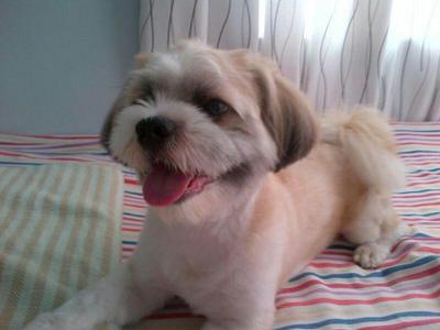 Urgent: For Adoption - Shih Tzu + Terrier Dog