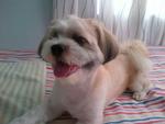 Urgent: For Adoption - Shih Tzu + Terrier Dog