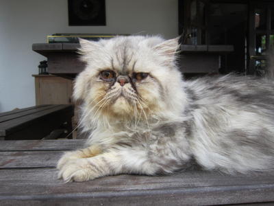 Braces - Persian Cat