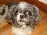 Cindy - Shih Tzu Dog