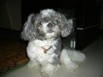 Cindy - Shih Tzu Dog