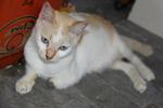 RAM:  The mama cat with 3 legs. White with orange spots. Please adopt her.