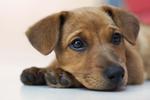 Bubu - Mixed Breed Dog