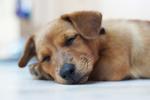 Bubu - Mixed Breed Dog