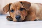 Bubu - Mixed Breed Dog