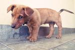 Bubu - Mixed Breed Dog