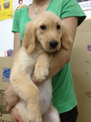 PF39480 - Golden Retriever Dog