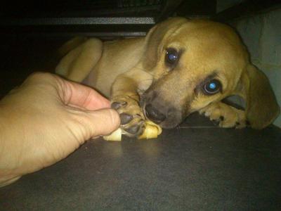 Brother And Sister - Mixed Breed Dog