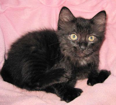 Black Kitten - Domestic Medium Hair Cat