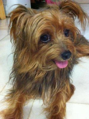 Britney - Silky Terrier Dog