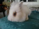 Vivi - Lionhead Rabbit