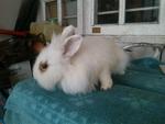 Vivi - Lionhead Rabbit