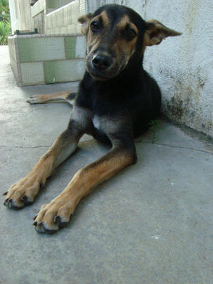 Darkie - Mixed Breed Dog