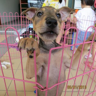 Brownie The Active Cutie ♥ - Mixed Breed Dog