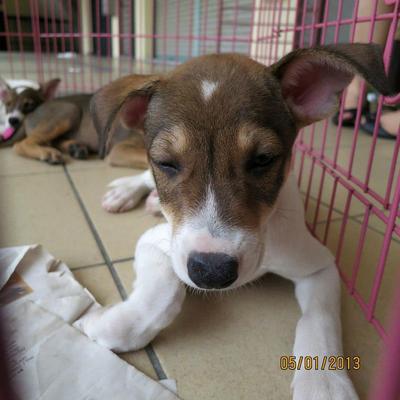 Sporty The Jack Russell Mix ♥ - Mixed Breed Dog