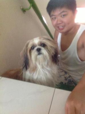 Jing Jing - Shih Tzu Dog