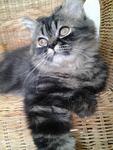 Fatty Boy Semi Flat Persian  - Persian Cat