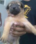 Dobbie (Male Pup) - Adopted