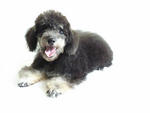 Tiny Toy Poodle(F) - Poodle Dog