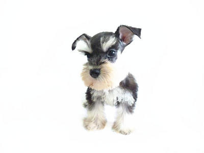 Taiwan Line Mini Schnauzer With Mka - Schnauzer Dog