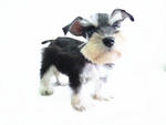 Taiwan Line Mini Schnauzer With Mka - Schnauzer Dog