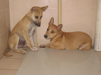 Leo &amp; Lennox - Mixed Breed Dog