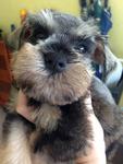 Tiny Schnauzer Salt&amp;pepper With Mka - Schnauzer Dog