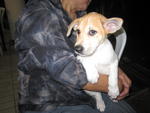 Mimi - Mixed Breed Dog