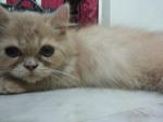 Kitten B - Persian + British Shorthair Cat