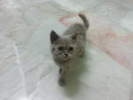 Kitten C - Persian + British Shorthair Cat