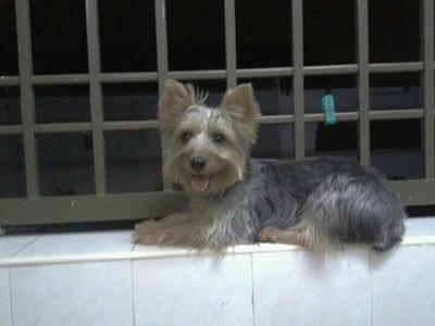 Guai Guai - Silky Terrier Dog