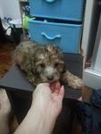 Brown Tiny Toy Poodle Rm500 * - Poodle Dog