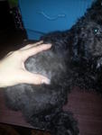 Silver Grey Toy Poodle Rm900 - Poodle Dog