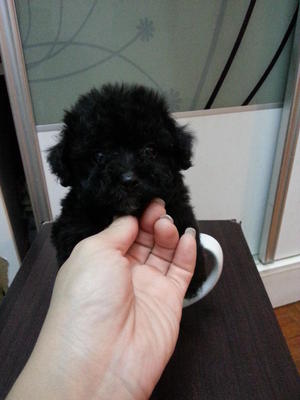 Black Tcup Poodle For Sales Rm990 - Poodle Dog