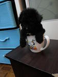 Black Tcup Poodle For Sales Rm990 - Poodle Dog