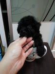 Black Tcup Poodle For Sales Rm990 - Poodle Dog