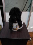 Black Tcup Poodle For Sales Rm990 - Poodle Dog