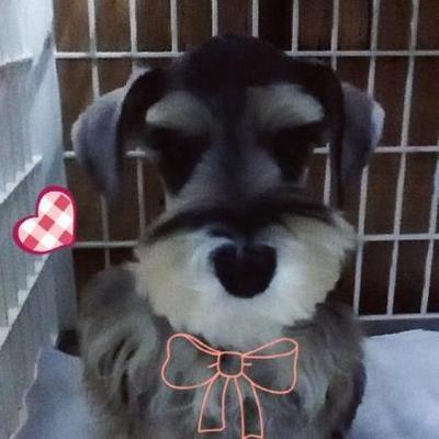 Schnauzer - Schnauzer Dog