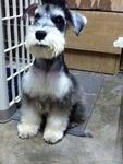 Schnauzer - Schnauzer Dog