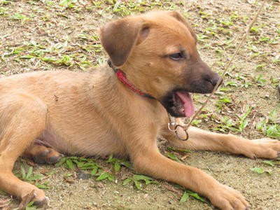 Turbo - Coonhound Mix Dog