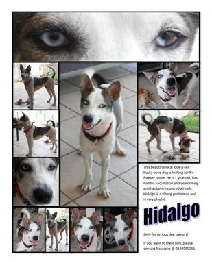 Hidalgo - Mixed Breed Dog