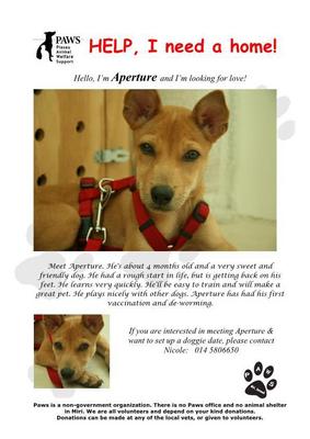 Aperture - Mixed Breed Dog