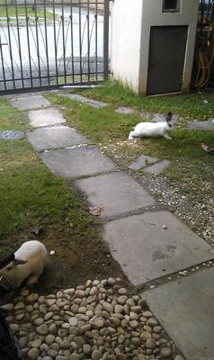 Zorro And George - Dwarf Eared Rabbit