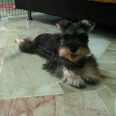 Cassie + (Free Gift) - Schnauzer Dog