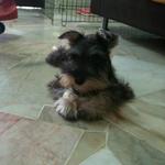 Cassie + (Free Gift) - Schnauzer Dog