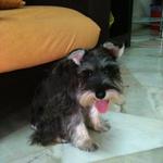 Cassie + (Free Gift) - Schnauzer Dog